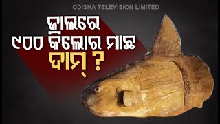 Watch - Giant Fish Weighing 900KG Caught Near Digha Beach