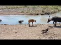 komodo dragons stalk their prey with caution