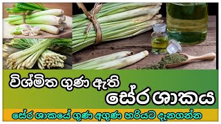 පිළිකා ඇතුළු ලෙඩ රෝග රාශියකට ගුණදායක වන සේර ශාකයේ ගුණ අගුණ හරියට දැනගමු | Lemongrass | සේර