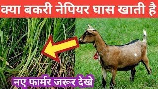 क्या बकरी नेपियर घास खाती है #नेपियर #goat #goatfarming @vnsgoatfarm