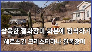 삽목한 절화장미 화분에 정식하기/독일장미 헤르초긴 크리스티아나/귀농 13년차 전원생활