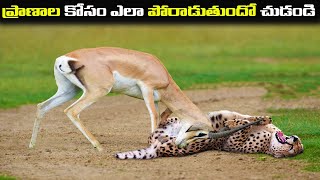 ప్రాణాలకోసం పోరాడే కొన్ని జంతువులు |  Some animals fighting for survival   raja facts | Telugu facts