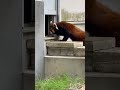 shorts 風太くん帰宅♪ レッサーパンダ　千葉市動物公園にて　2023年3月12日