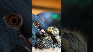 Pigeon pox treatment - Pigeons pox Remove #pets #pigeon #kalapati #pox #remove