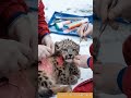 snow leopard cub mentőcsapat segít eltávolítani a barnákat