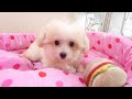 ミックス犬販売　小ぶりポメプーの女の子。７月２７日生まれ♪ 032