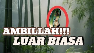 PENEMUAN BAMBU UNIK SAKTI YANG SANGAT LUAR BIASA!!!!!