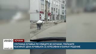 Глутница кучиња по улиците во Кочани, граѓаните реагираат дека кучињата се агресивни