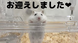 赤ちゃんハムスターお迎えしました♡　［hamster］