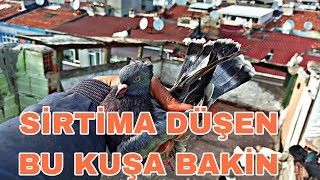 SİRTİMA KUŞ DÜŞTÜ OTURURKEN TALİH KUSUMU BU