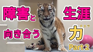 Tiger🐯Doing her best.Positive despite her birth disability. Exhibition canceled&then resumed.vol.650