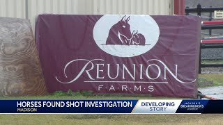 Reward offered after horses shot in Madison