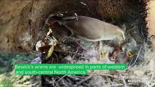 Bewick's Wrens | New Live Cam!