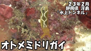 オトメミドリガイ（’２３年２月　静岡県浮島）｜ダイビング｜【よしおちゃんねる】