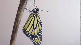 Chapter 11 Video Transformative Learning