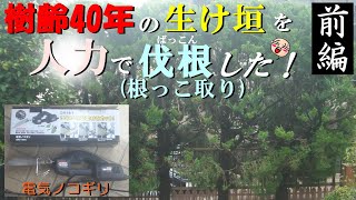 [前 編] カイヅカイブキの生け垣を 人力＆チェーンブロックなし で抜根した！【芝生/番外編#03】