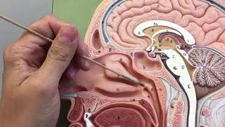 Sagittal Head Model