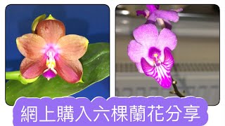 二零年最後一次網上購入蘭花分享（24-12-2020）