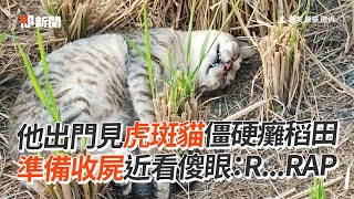 虎斑貓僵硬癱稻田！他準備收屍近看傻眼｜寵物動物｜貓咪｜看新聞