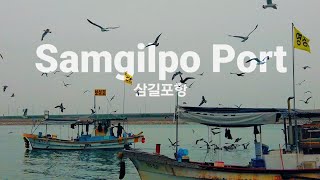 사람보다 갈매기가 많은곳 선상회뜨는 선상 삼길포항 Small port in Korea