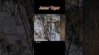 Amur Tiger: The Ghost of the Siberian Taiga! #wildlife