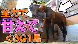 俺様気質でツンデレな25歳のG1馬が急に甘えモードになるとこうなります。【ツルマルボーイ様のシモベ】