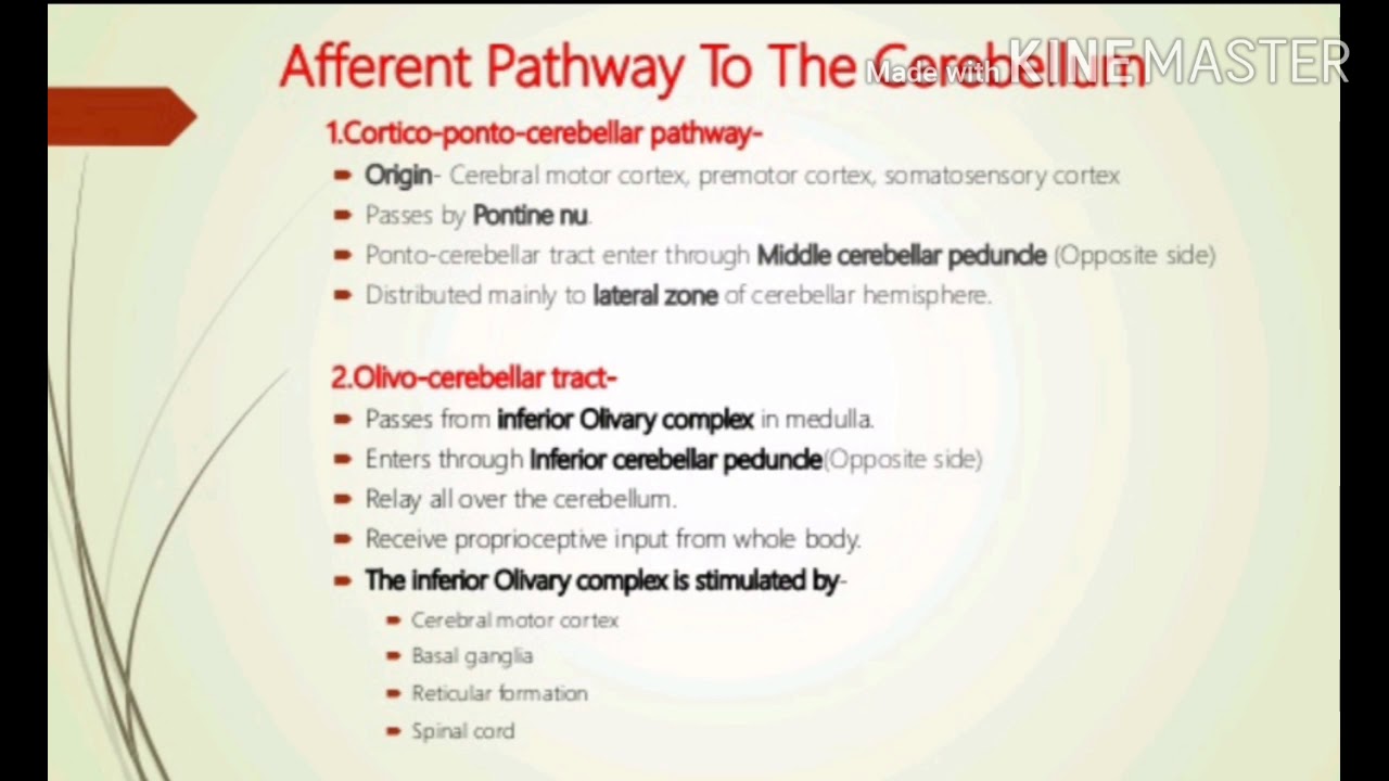 Afferent And Efferent Connection Of Cerebellum - YouTube