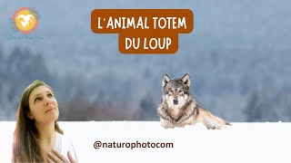 L'ANIMAL TOTEM DU LOUP 🩶🐺🩶