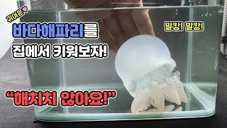 해파리가 이렇게 아름다운 생물인지 몰랐습니다. 신비의 바다해파리 키우기! [TV생물도감]