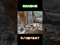 奈良 鹿さん きのこも食べる 🦌 shorts 奈良の鹿 奈良公園