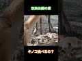 奈良 鹿さん きのこも食べる 🦌 shorts 奈良の鹿 奈良公園