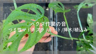 《プロの技》【ASMR/観葉植物/増殖作業/ハサミ/モンステラ/マドカズラ】ハウスの作業音｜Sounds that increase monstera