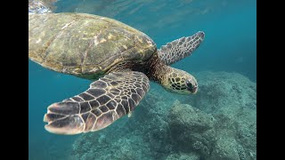 Sea turtle swimming |Diving| 4k Ultra Hd