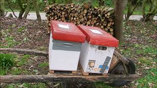 Les abeilles en mode gestion économie le 3 mars face au froid et construire ses cadres à mâles