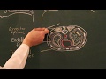 Gross Anatomy of Thoracic Cavity and Pleura