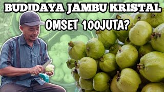 Kisah sukses petani BUDIDAYA JAMBU KRISTAL di SUMATERA SELATAN