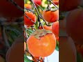 Persimmon Fruit #short #fruit #fresh #viral #capcuttrend #capcut #fruitcutting #asmr