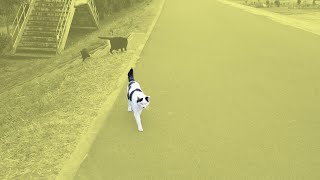 欠員3匹🟧たぬ子の移転先🟧広子ﾁｬﾝの近況 【メグミの猫友】