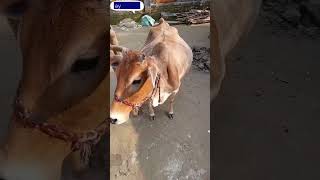 এটা আমার কাছে অনেক কিছু #youtube #cow #ll #cattlefarm #farmanimal #farming