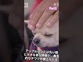 チワワの魅力を深堀り！知っておきたい可愛いチワワの秘密part2 kawaii 雑学 犬 チワワ ペット animals animalmovie