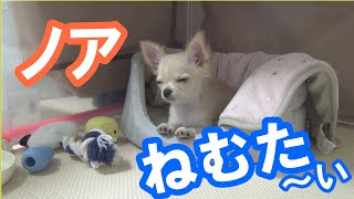 【ねむたいでス】チワワのノア #25 ～Sleepy Chihuahua～