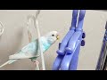 セキセイインコの楽園、愛の空中ハンガー