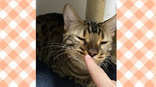 《癒し》甘えるベンガル猫がかわいすぎました