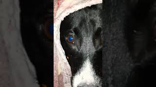 Oliche kande 😂 Hide \u0026 Seek 😂 Funny Video #funny #doggy #hideNseek