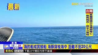 最新》基隆外海驚見數百隻海豚 海釣船秒變賞鯨船 @newsebc