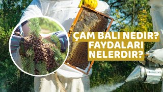 Çam Balı Nedir? Nerede Bulunur? Çam Balının Faydaları Nelerdir?