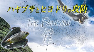 【ヒヨドリ圧巻の渡り】ハヤブサとの攻防！2024年秋の伊良湖岬