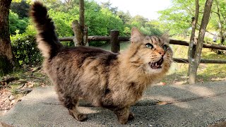 タヌキみたいなモフモフの猫が可愛い声で遊びに誘ってきた