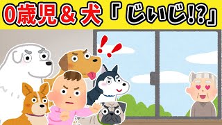 【総集編】朝まで聞きたい！じいじが好きすぎる5匹の犬と0歳児話【2chほのぼの】【20連発】