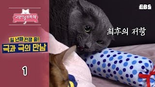 고양이를 부탁해 - 일 년째 전쟁 중! 극과 극의 만남_#001